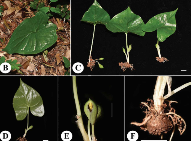武漢植物園發(fā)表馬達加斯加天南星科新種——中-非中心灰?guī)r芋